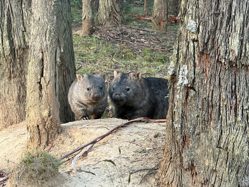 Bare-nosed Wombats in Forest Country