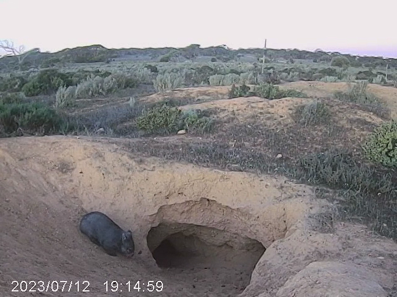 Nullarbor Wombat + Warren