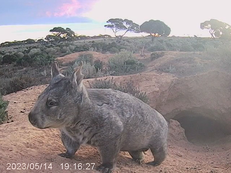 Nullarbor Wombat + Warren