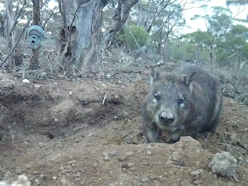 Southern Hairy-nosed Wombat Moorunde WR