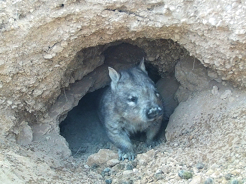 Southern Hairy-nosed Wombat Moorunde WR