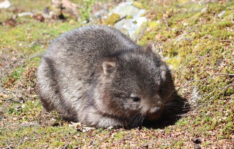 Tasmanian Bare-nosed Wombat