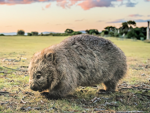 Tasmanian Maria Island Wombat