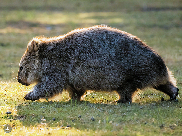 Tasmanian Maria Island Wombat