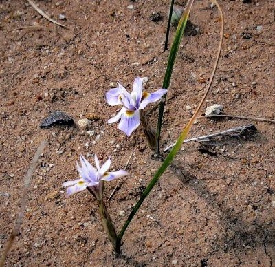 Moraea setifolia - Thread Iris