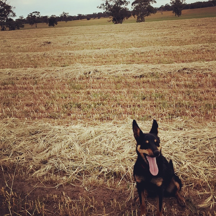 Georgia Gherardin – Her puppy on a farm