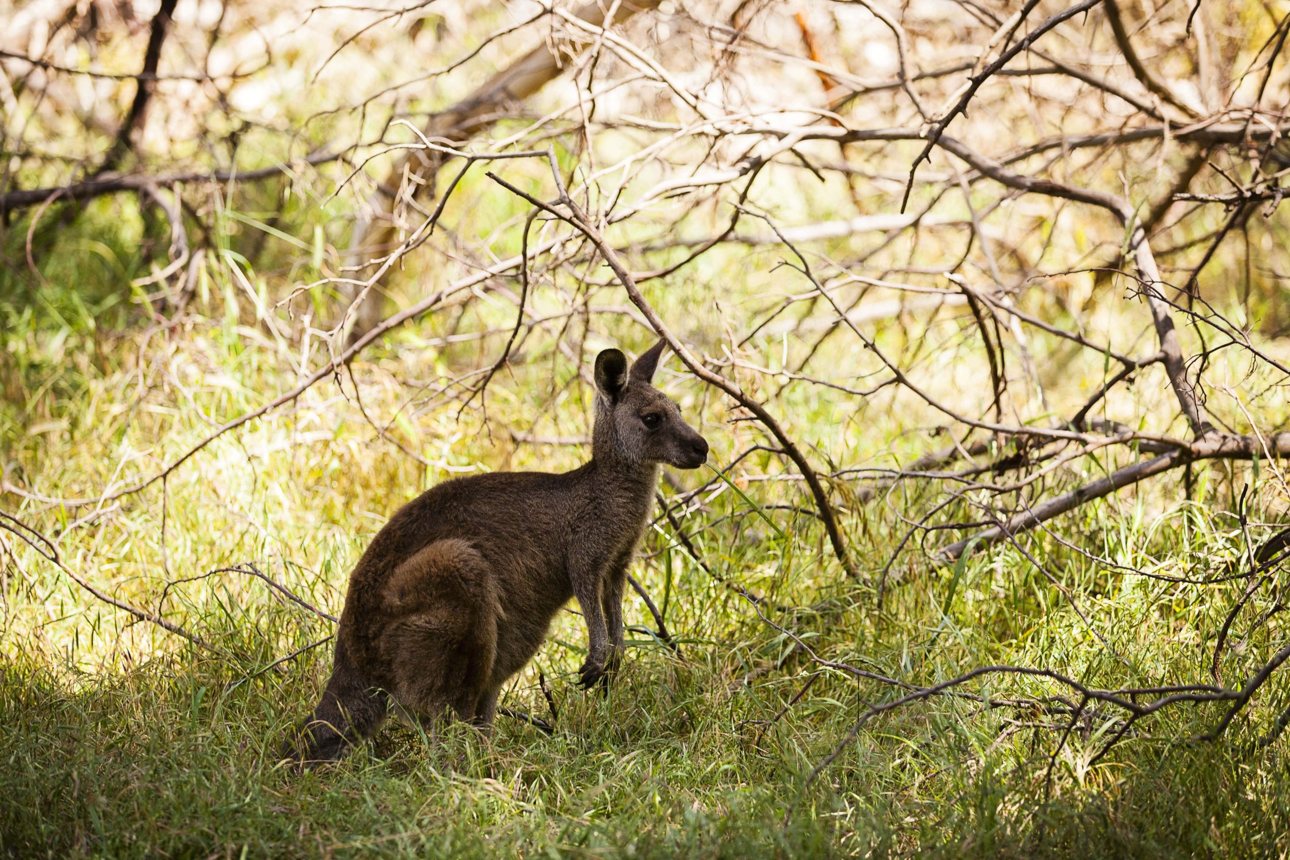 Adam Lockwood - Kangaroo in its natural habitat