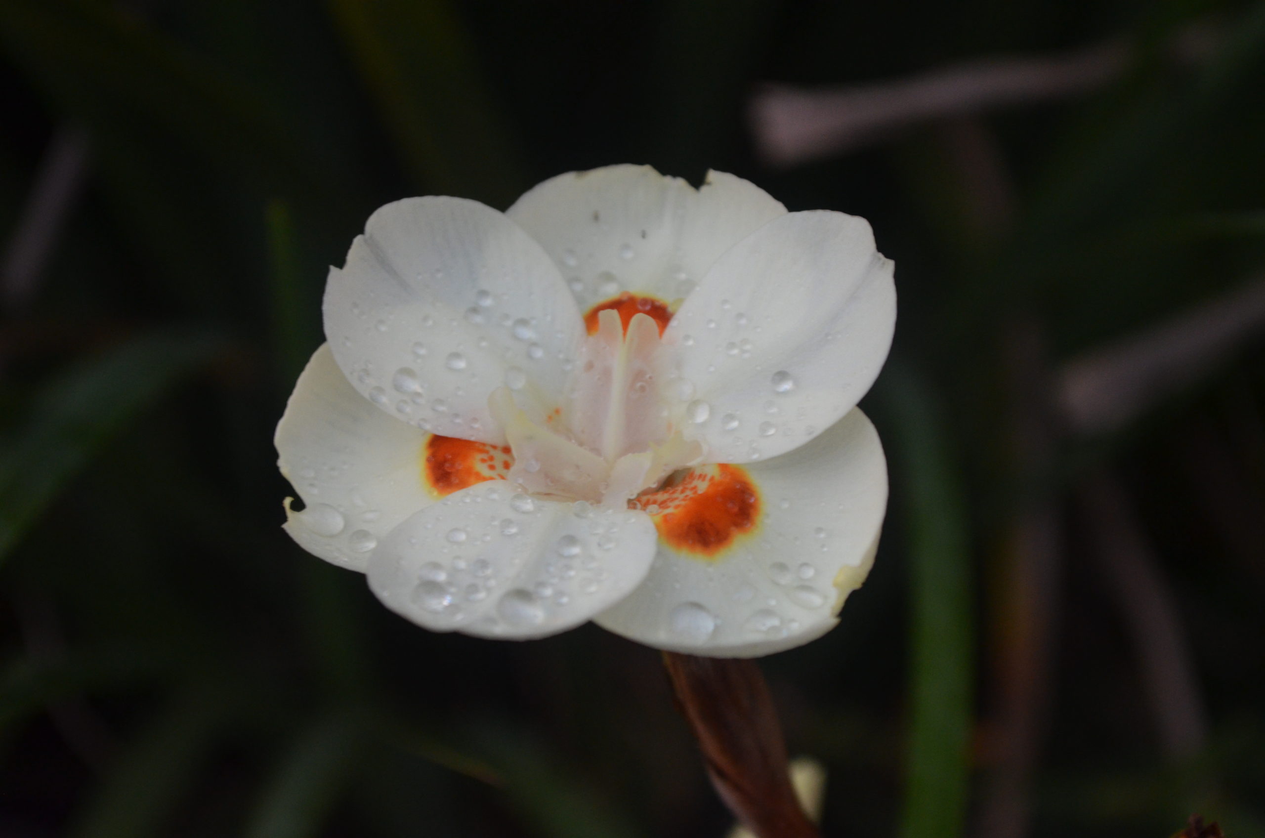 Georgia Seidel – Flower with water droplets