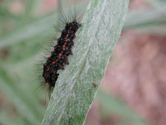 Tammy Lane - Hairy caterpillar on a hairy leaf