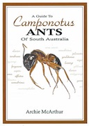 camponotus-ants-of-south-australia